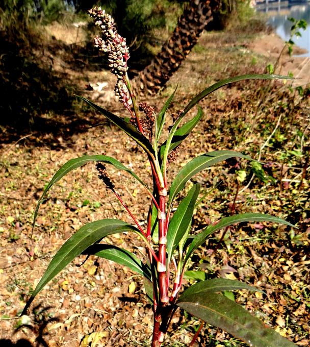 Persicaria glabra
